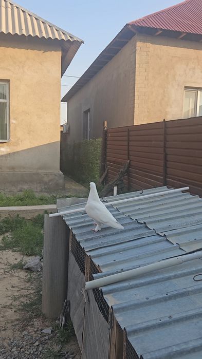 Голуби такла бьяз самец молодой.