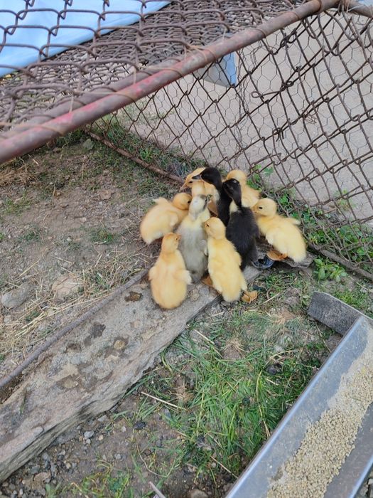 RATE INDIENE de o saptamana