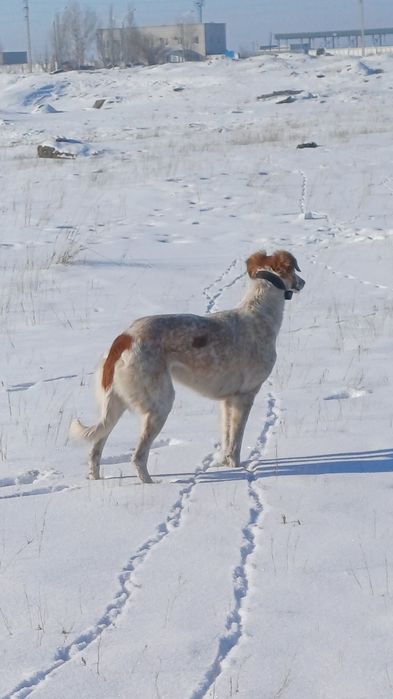Полностью рабочий помис Борзый