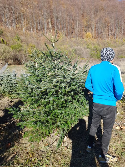 Vând brazi cu balot sau la ghiveci verzi și arginti