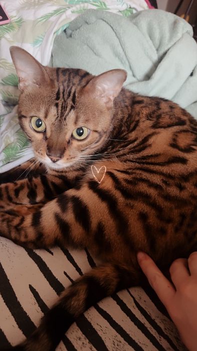 Отдам бенгальского кота