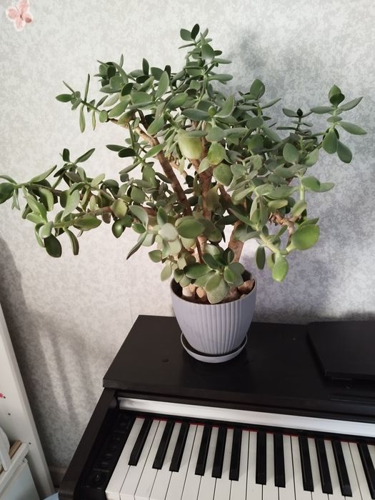 Денежное дерево, толстянка