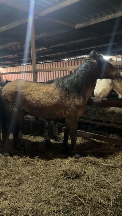 Жеребец Мугалжар