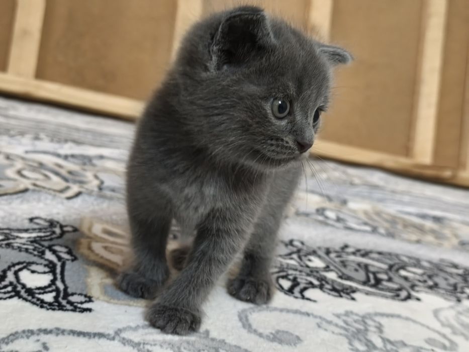 Шотландский вислоухая кошка бала