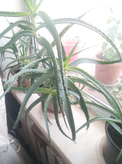 Алое. Лекарственное растение.