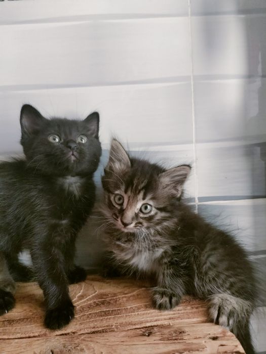 кошечки милые добрые кошечки