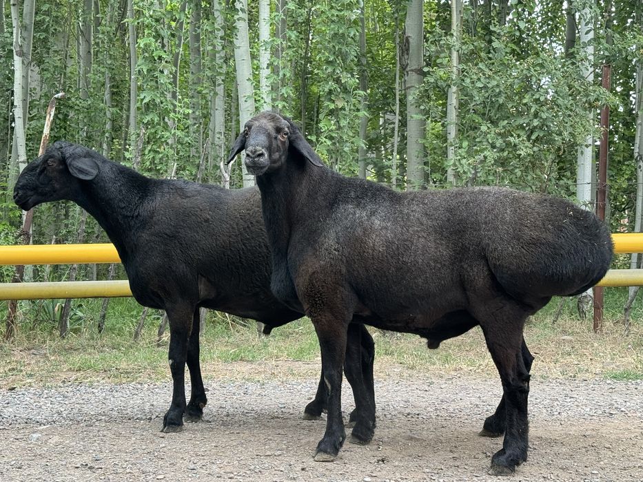Кочкорла сотилади
