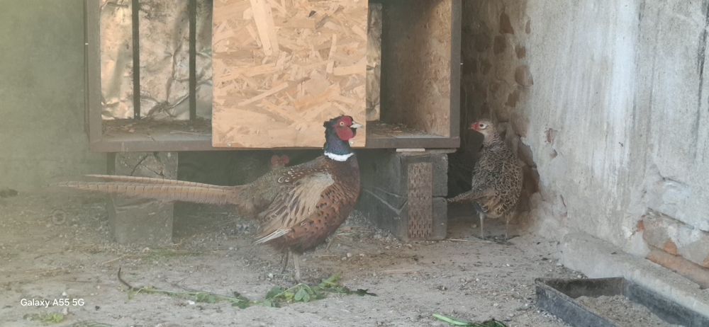 Oua  fazanii pt incubat .