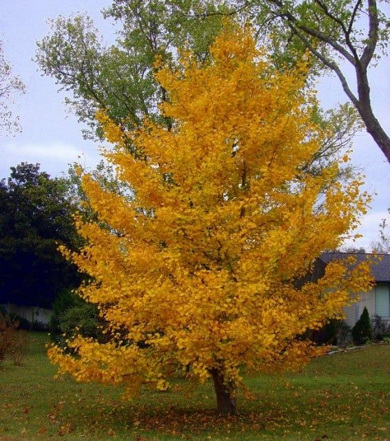 Pomi ornamental  ginkgo biloba  mariken