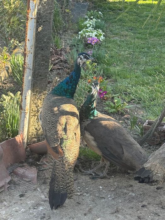 Продавам индийски пауни