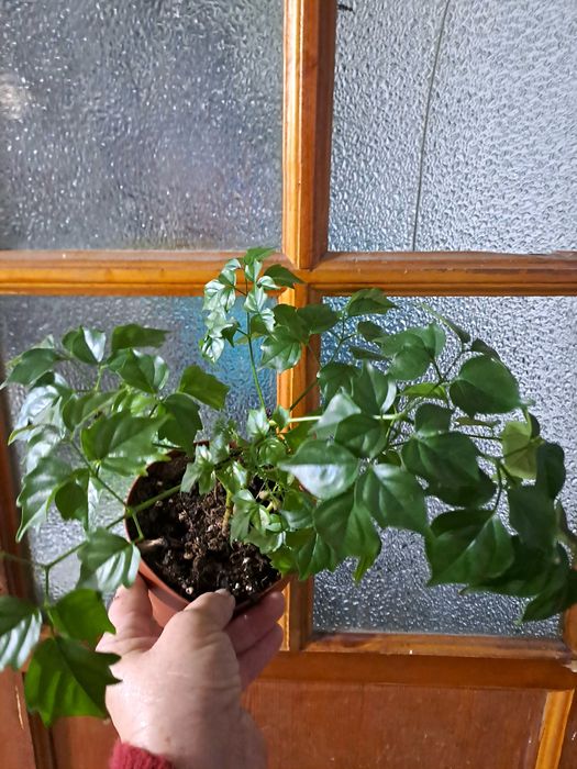 Продам комнатные цветы