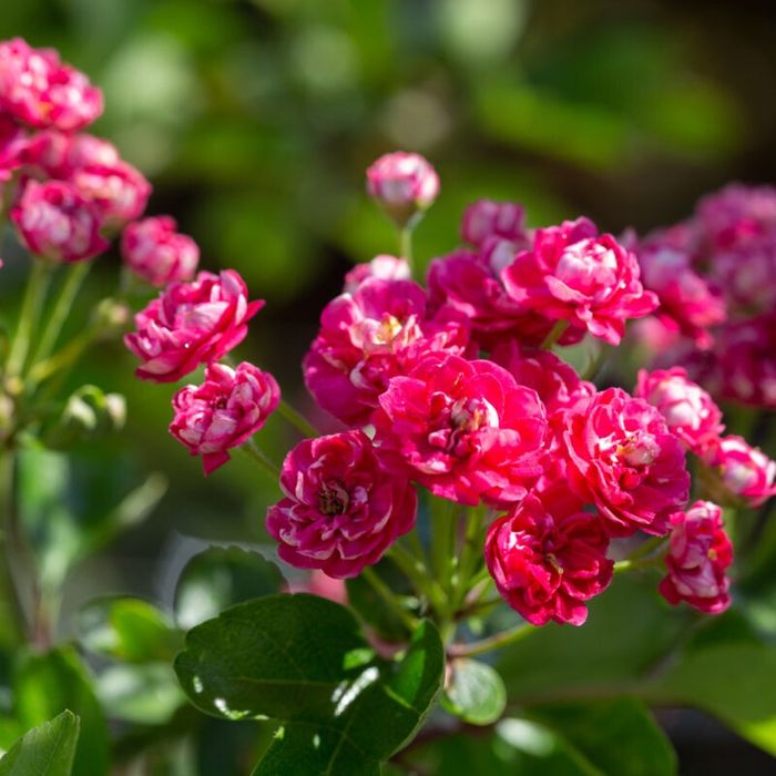 Paducel Paul's Scarlet Cu Flori Rosi