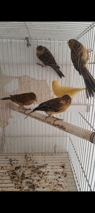 Канарейка маладой 4-5 маха