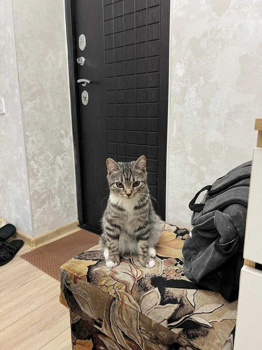 Продам британского котенка