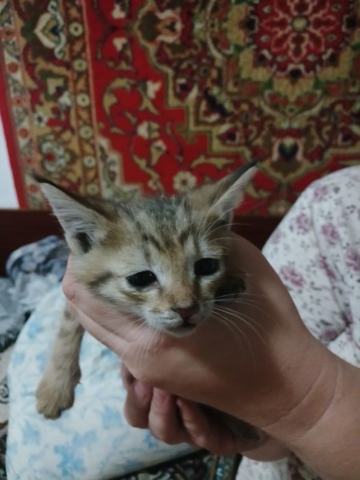 Котенок  девочка