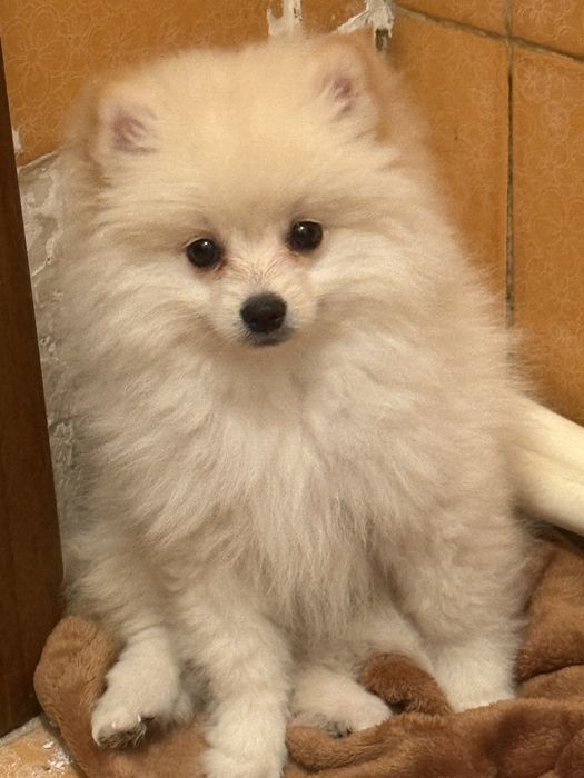 Собака домашный