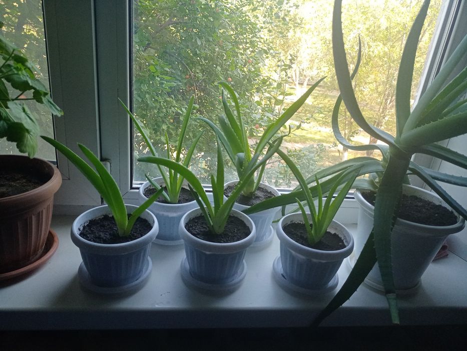 Алоэ Вера, лечебное растение