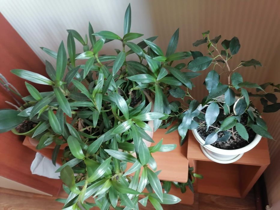 Комнатные цветы ухоженные