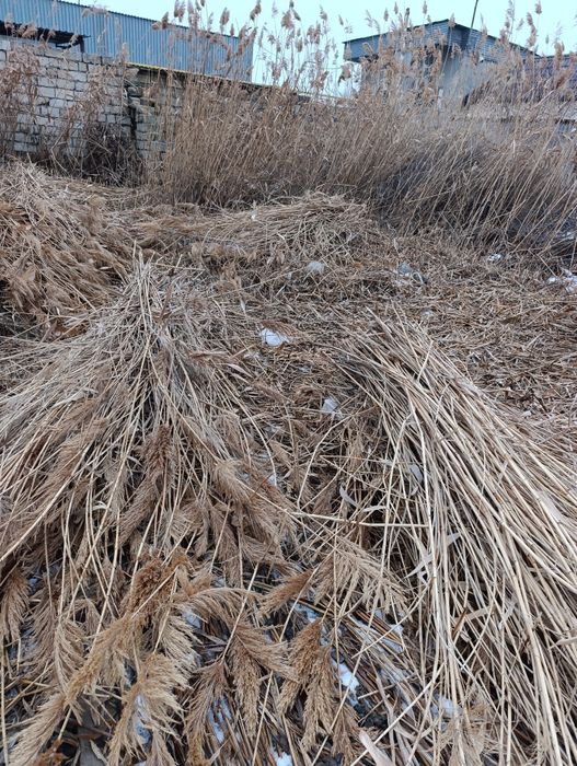 Камыш қамыс маты