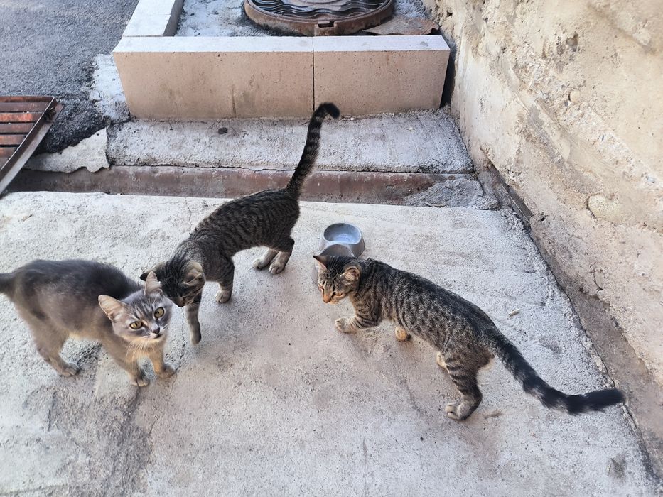 Отдам даром, котят.