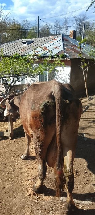 Vand o vaca buna de lapte