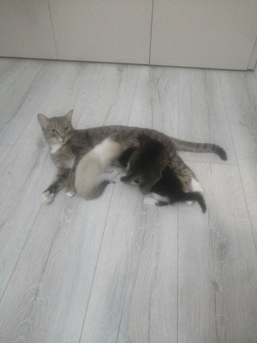 Красивые котята в подарок