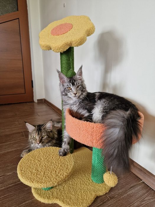 Котешка катерушка цвете MF12