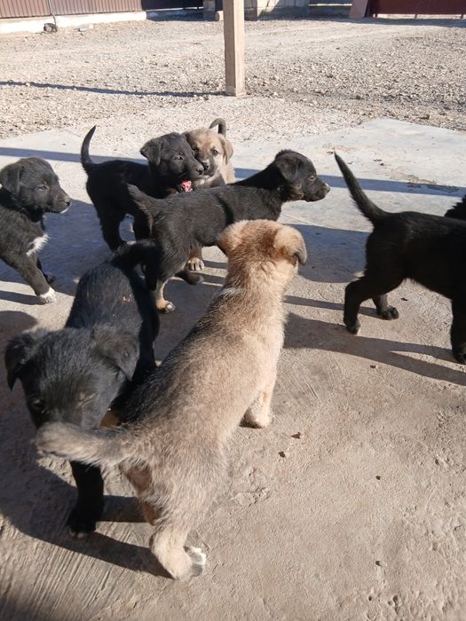 Отдам щенков в добрые руки!