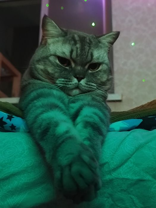 Кот шотландец 2 года