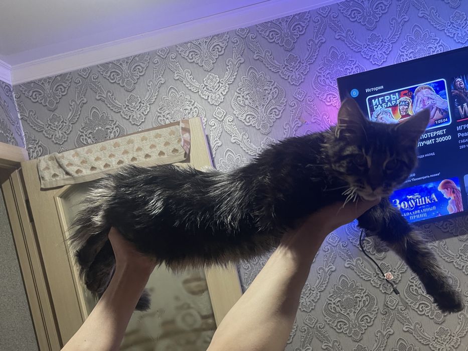 Продам котенка Мейн-Куна