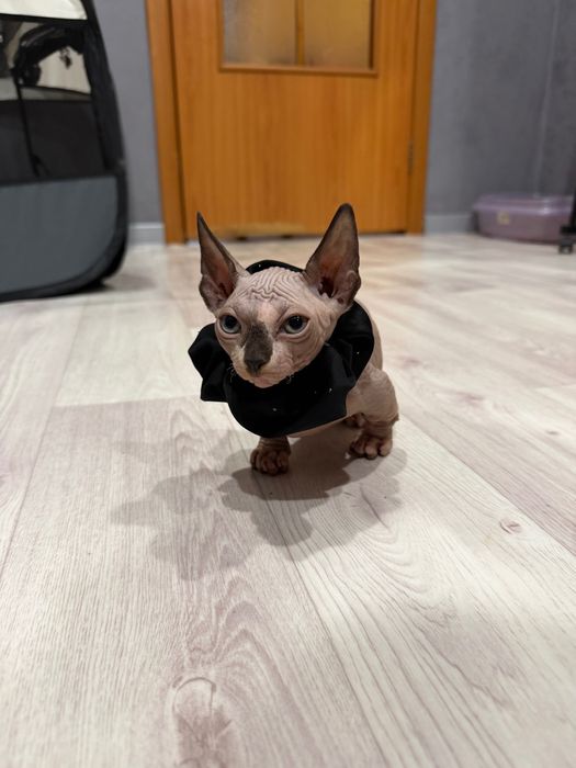 Шикарный сфинкс бамбино