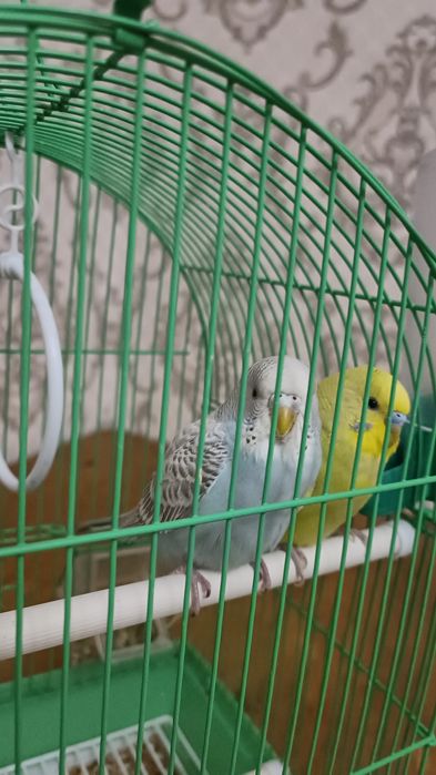 Попугай с клеткой