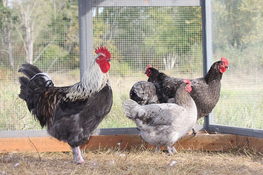 Яйца от Маран, няколко цвята