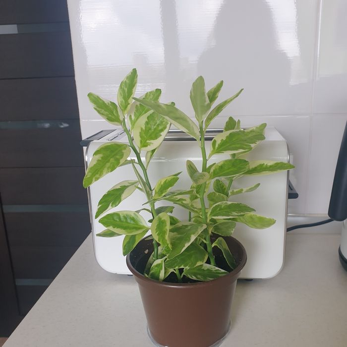 Педилантус цветок