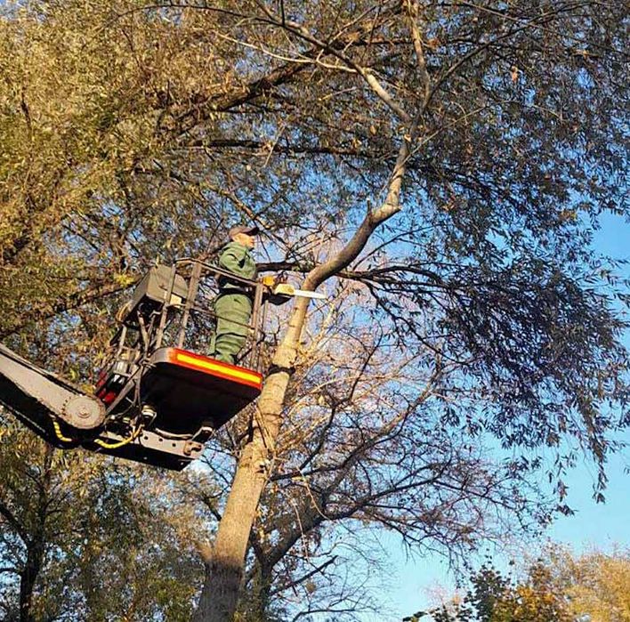 Санитарная обрезка деревьев и кустарников  Комплексный подход