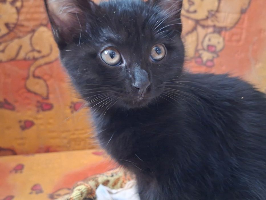 Котята бесплатно Тараз