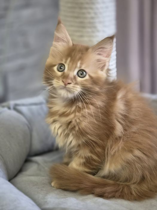 Котенок чистопородный Мейн-кун
