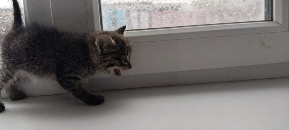 Отдам котёнка в добрые руки