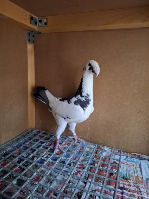 Vând porumbei de ornament