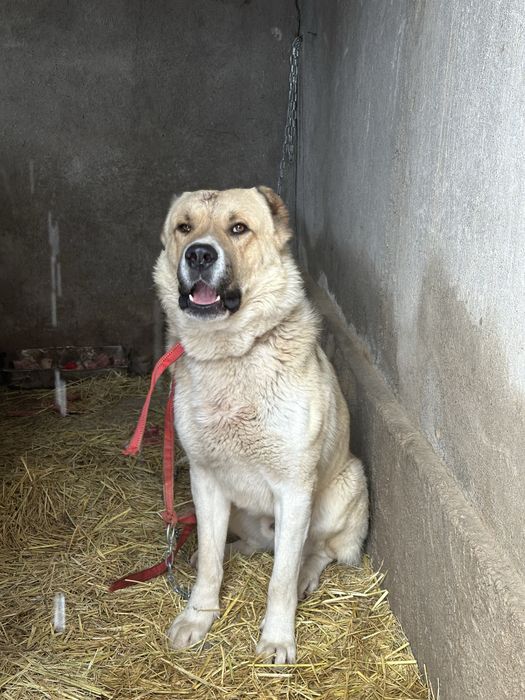 Алабай ит тобет еркек