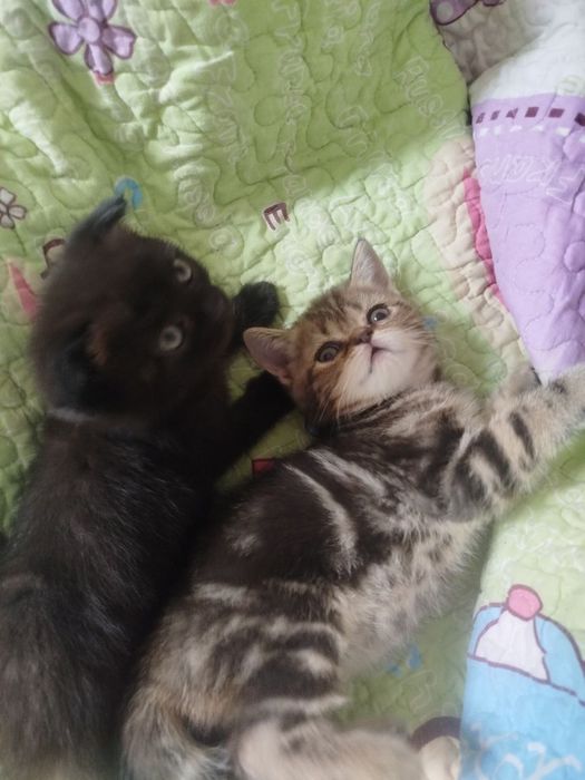 Готовы к переезду котята. И ищут новый дом. Породистые котят.