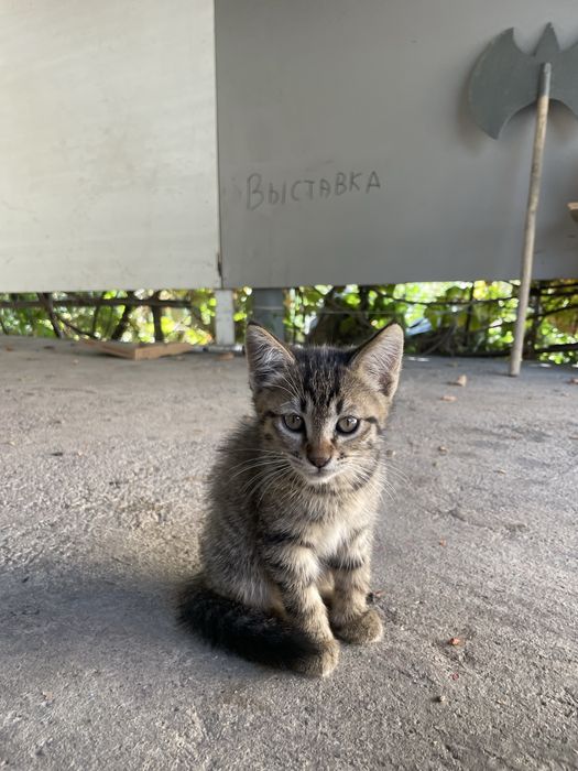 Отдам котенка в добрые руки