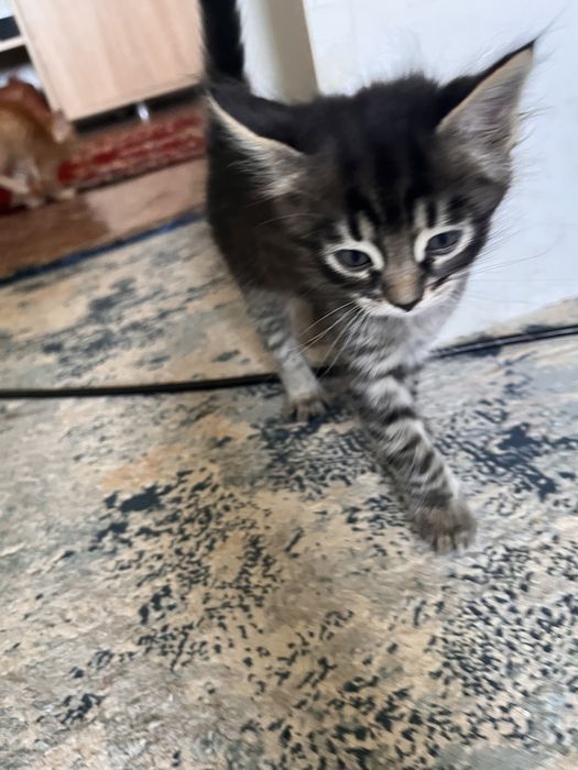 Отдам котята мальчики бесплатно