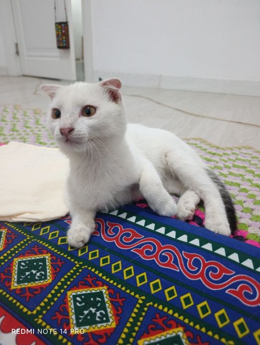 Котенок в добрые руки