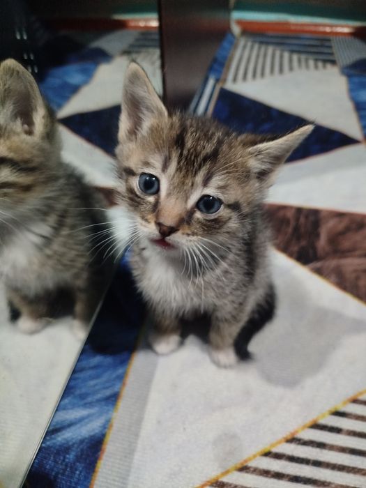 Отдам  котят в хорошие руки