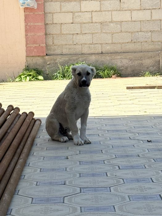 Собака пропала алабай