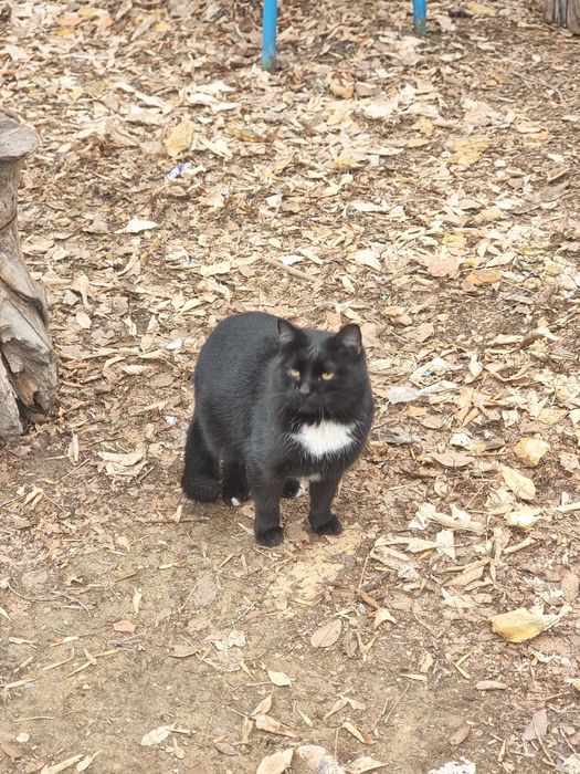 Отдам кота черного!