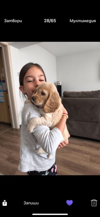 Кокер шпаньол  Ваксинирани с паспорт