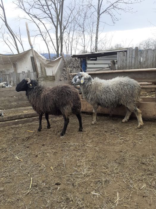 Vand doi berbeci , fiecare ade 2 ani . Pretul este de 1900 de lei buca