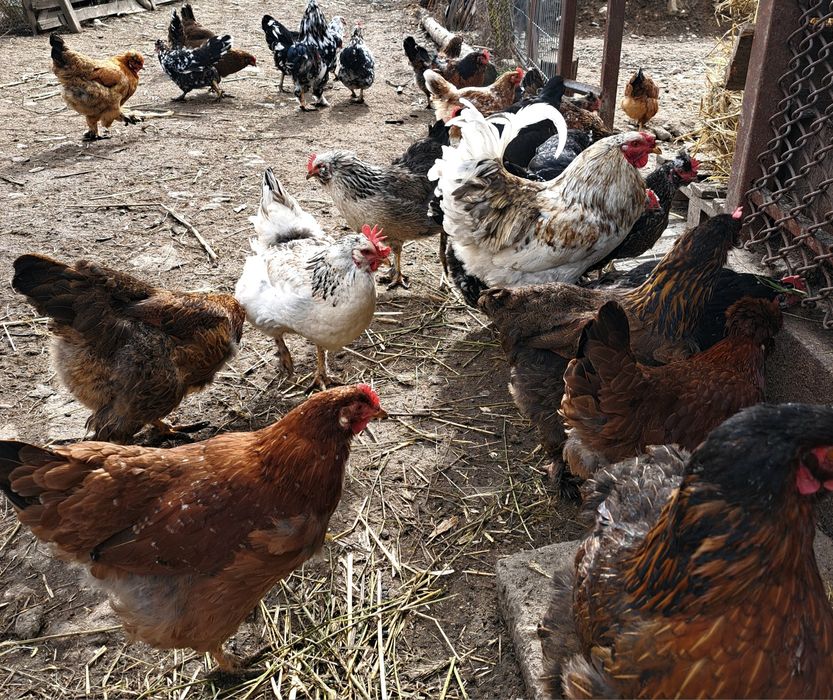 Vând ouă pentru incubat